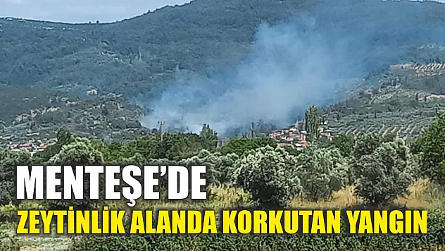 Menteşe'de zeytinlik alanda korkutan yangın