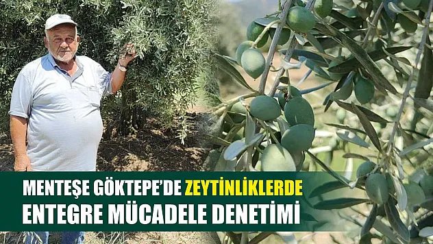 Menteşe Göktepe'de zeytinliklerde Entegre Mücadele denetimi