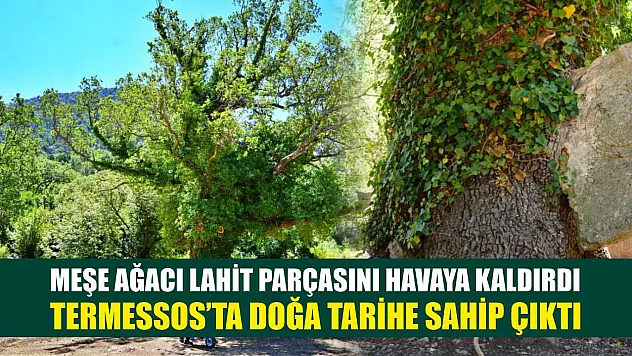 Meşe ağacı lahit parçasını havaya kaldırdı: Termessos'ta doğa tarihe sahip çıktı