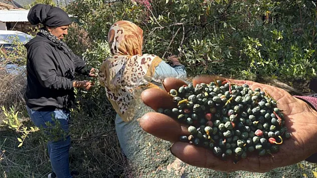 Meyvesi 300, yağı bin 200 liradan satılıyor posası bile değerlendiriliyor