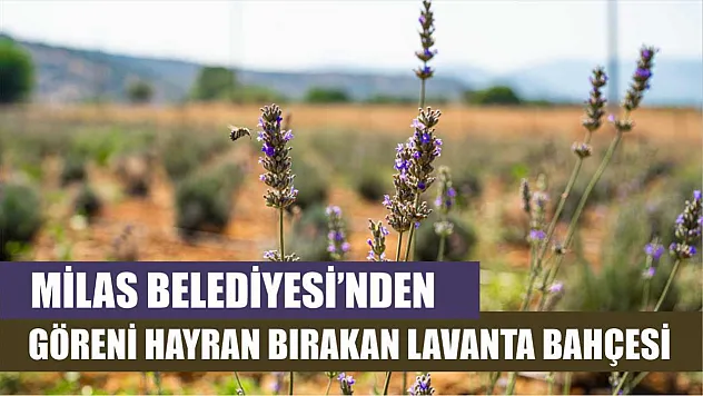 Milas Belediyesi'nden Göreni Hayran Bırakan Lavanta Bahçesi