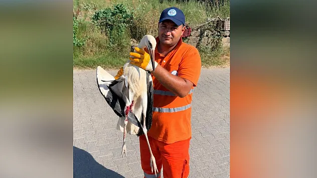 Milas Belediyesi Personeli Yaralı Leyleği Kurtardı