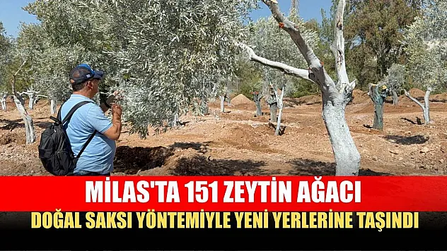 Milas'ta 151 zeytin ağacı doğal saksı yöntemiyle yeni yerlerine taşındı