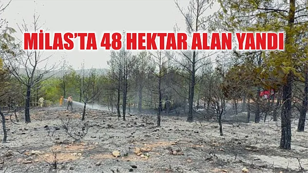 Milas'ta 48 hektar alan yandı