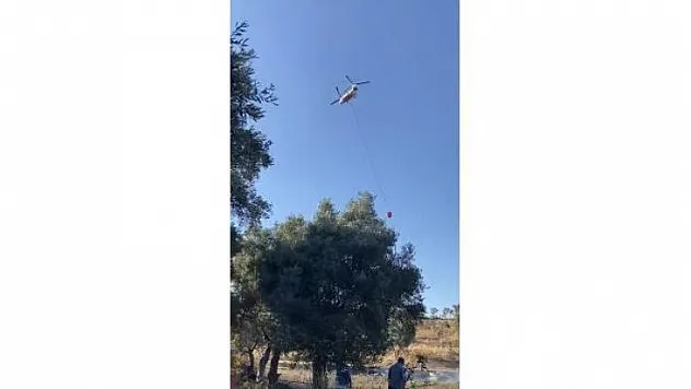 Milas'ta 50 dönüm zeytinlik alan yangında zarar gördü