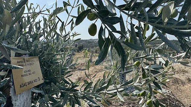 Milas'ta bilimsel yöntemlerle taşınan zeytin ağaçları, bir yıl dolmadan yeniden meyve vermeye başladı