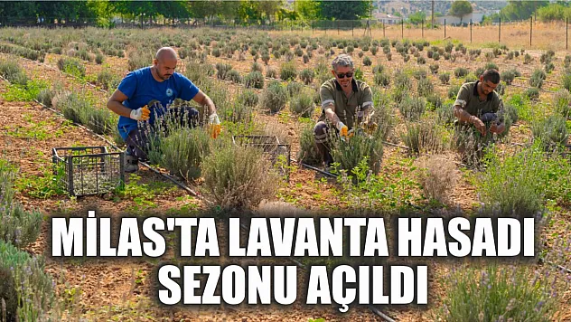 Milas'ta Lavanta Hasadı Sezonu Açıldı