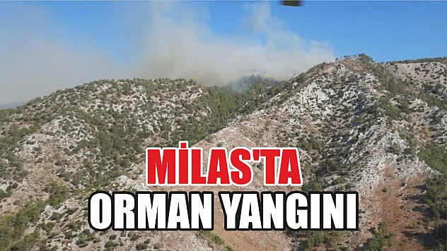 Milas'ta orman yangını