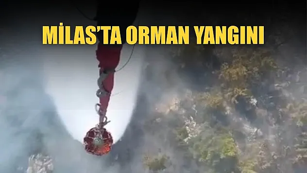 Milas'ta orman yangını
