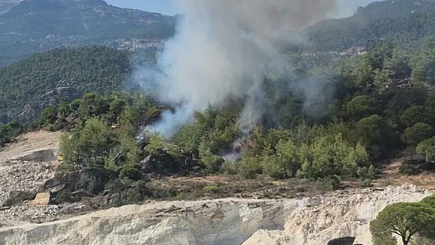 Milas'ta orman yangını