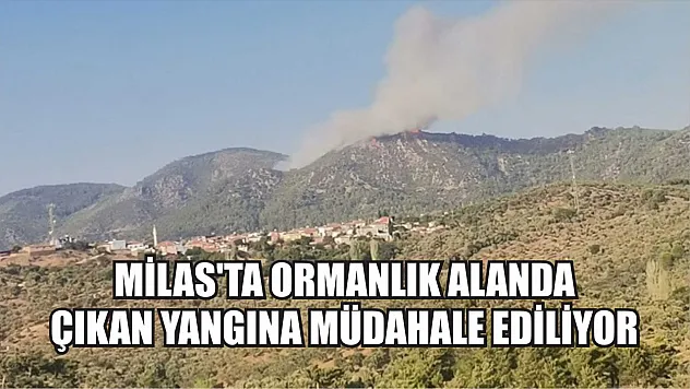 Milas'ta ormanlık alanda çıkan yangına müdahale ediliyor