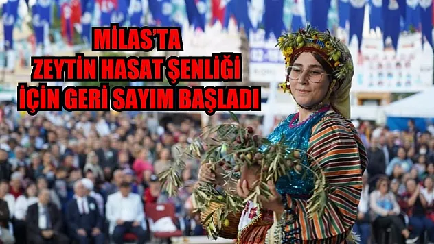 Milas'ta zeytin hasat şenliği için geri sayım başladı