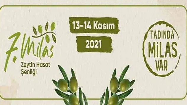 Milas Zeytin Hasat Şenliği yarın başlıyor