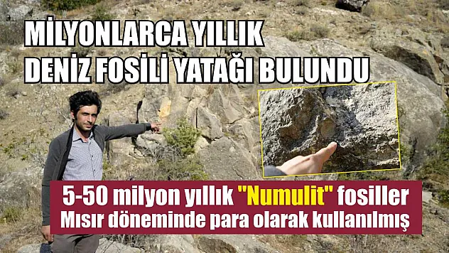 Milyonlarca yıllık deniz fosili yatağı bulundu