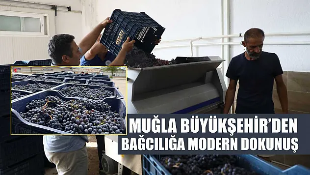 Muğla Büyükşehir'den Bağcılığa Modern Dokunuş