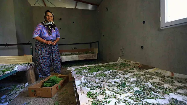 Büyükşehir'in desteği ile İpekböcekçiliği gelişiyor