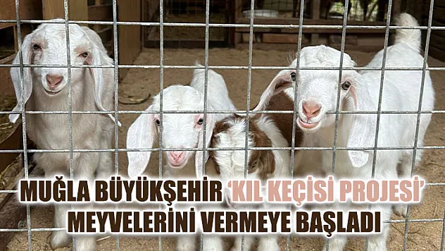 Muğla Büyükşehir 'Kıl Keçisi Projesi' Meyvelerini Vermeye Başladı