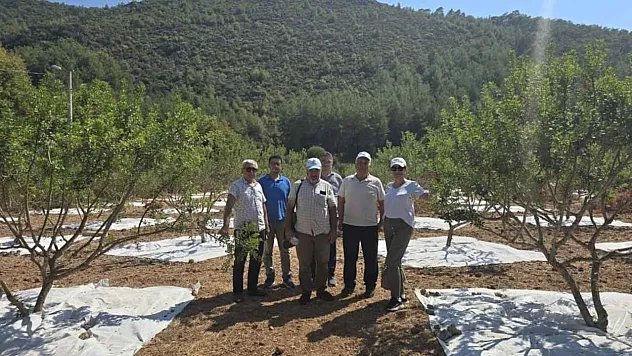 Muğla'da 11 Yıllık Emeğin Karşılığı: Sakız Bahçelerinde İlk Hasat