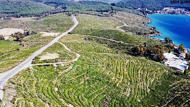 Muğla'da 2 yıl önce yanan ormanlar yeniden yeşile büründü