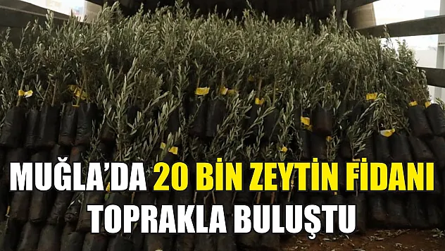 Muğla'da 20 bin zeytin fidanı toprakla buluştu
