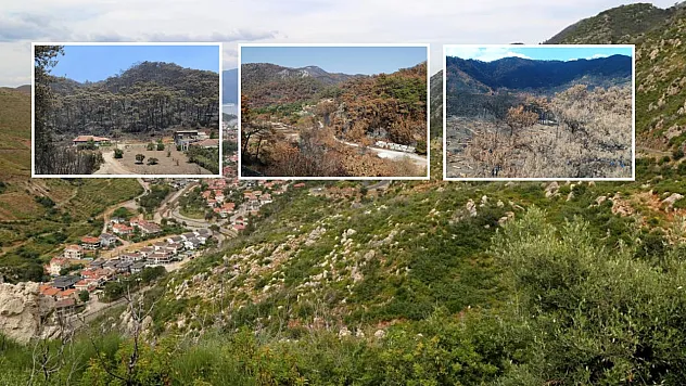 Muğla'da 2021 Yangınlarında Zarar Gören Ormanlar Yeniden Yeşerdi