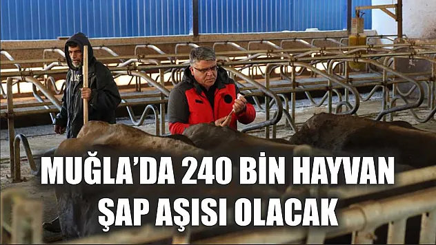 Muğla'da 240 bin hayvan şap aşısı olacak