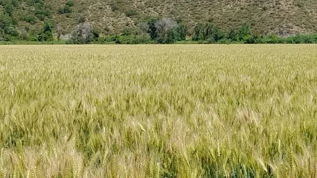 Muğla'da 9 bin 950 dekarda sertifikalı buğday tohumu üretildi