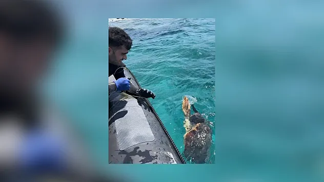 Muğla'da ağa takılan deniz kaplumbağasını dernek görevlileri kurtardı