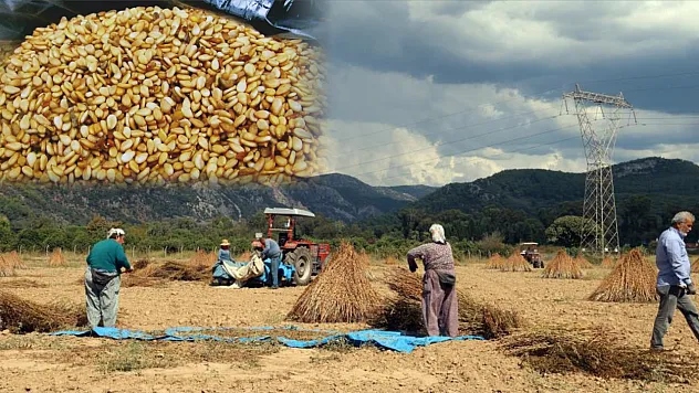 Muğla'da Altın Sarı Susam Hasadı Başladı: En Büyük Talep Japonya'dan
