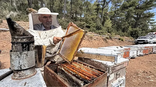 Muğla'da arıcılar çam balı rekoltesinden memnun