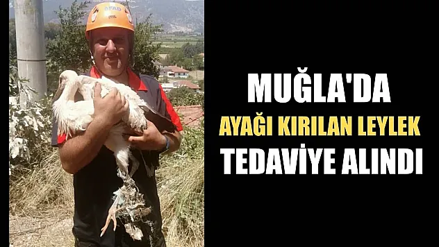 Muğla'da ayağı kırılan leylek tedaviye alındı