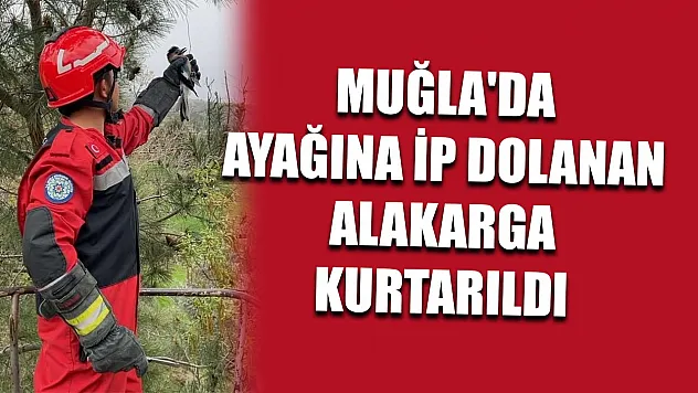 Muğla'da ayağına ip dolanan alakarga kurtarıldı