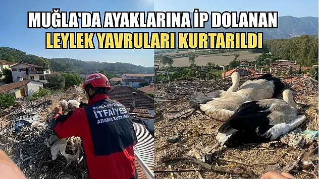 Muğla'da ayaklarına ip dolanan leylek yavruları kurtarıldı
