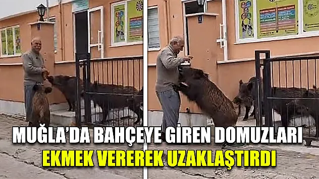 Muğla'da Bahçeye giren domuzları ekmek vererek uzaklaştırdı