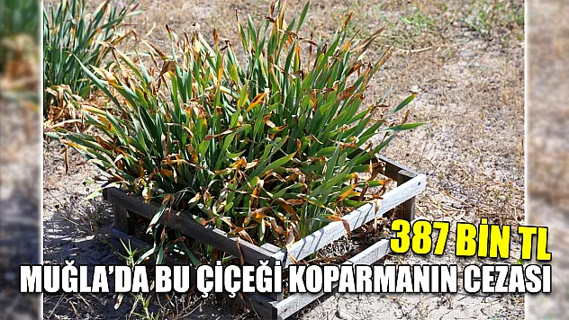 Muğla'da bu çiçeği koparmanın cezası 387 bin TL