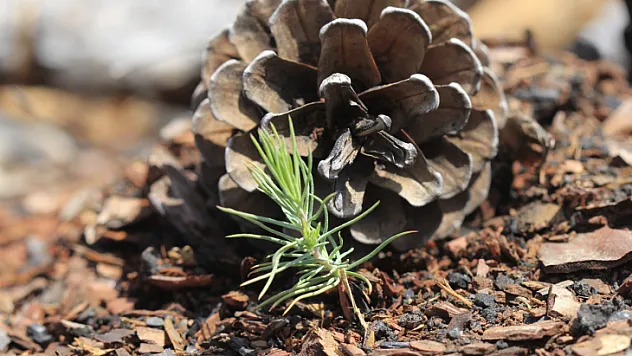 MUĞLA'DA BÜYÜK YANGINLARIN 1. YILINDA YANAN ALANLAR TEKRAR YEŞERİYOR