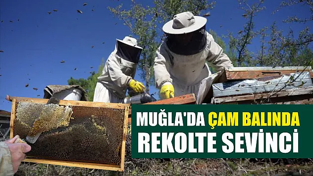 Muğla'da çam balında rekolte sevinci