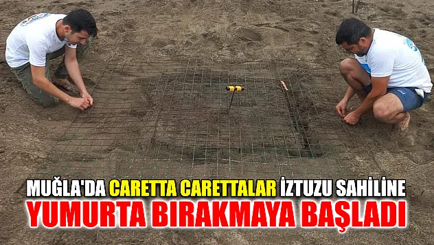 Muğla'da caretta carettalar İztuzu sahiline yumurta bırakmaya başladı