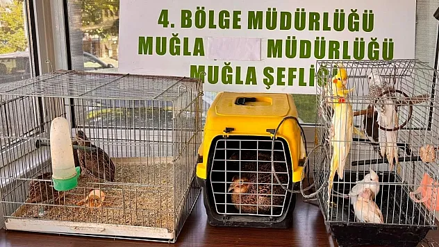 Muğla'da CİMER'e yapılan şikayet, kaçak hayvan ticaretini ele verdi
