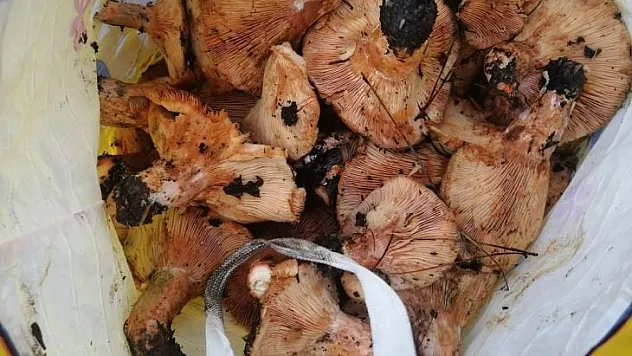 MUĞLA'DA ÇINTAR MEVSİMİ BAŞLADI