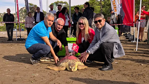 Muğla'da Cumhuriyet'in 103. yılında 12 deniz kaplumbağası denizle buluştu