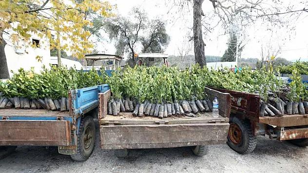 Muğla'da Defne bahçeleri kuruluyor