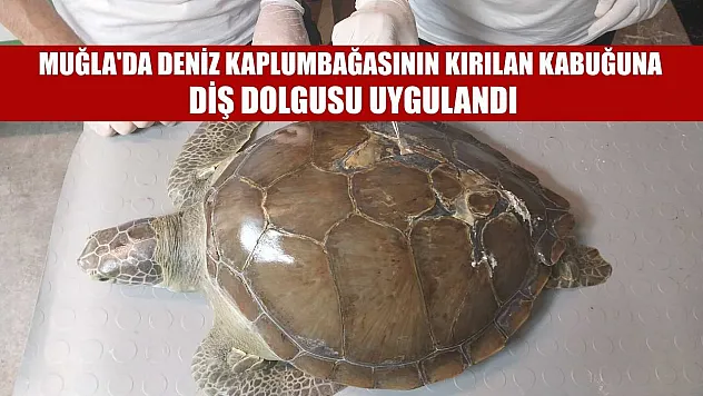 Muğla'da deniz kaplumbağasının kırılan kabuğuna diş dolgusu uygulandı