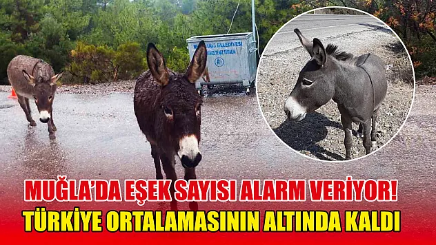 Muğla'da eşek sayısı alarm veriyor! Türkiye ortalamasının altında kaldı