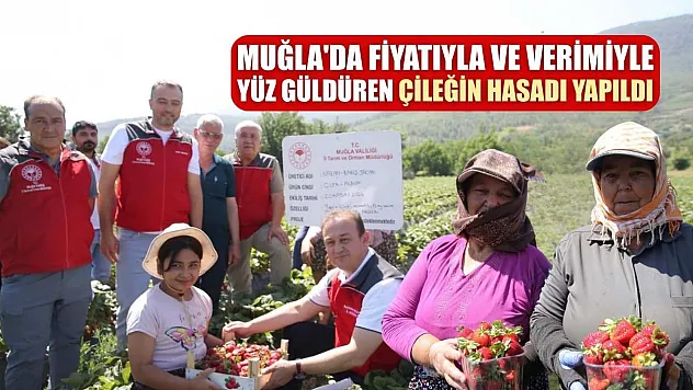 Muğla'da fiyatıyla ve verimiyle yüz güldüren çileğin hasadı yapıldı