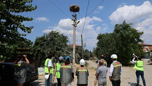 Muğla'da göçmen kuşlar için elektrik hatlarındaki riskler azaltılacak