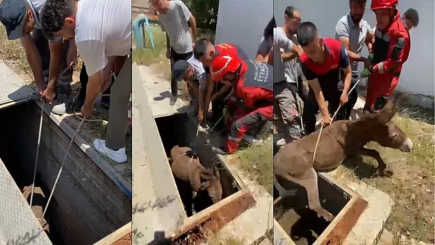 Muğla'da havalandırma boşluğuna düşen eşek kurtarıldı