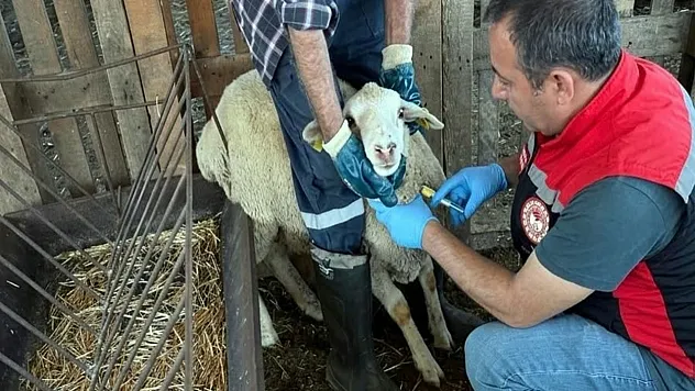 Muğla'da hayvan sağlığı ile mücadele çalışmaları devam ediyor
