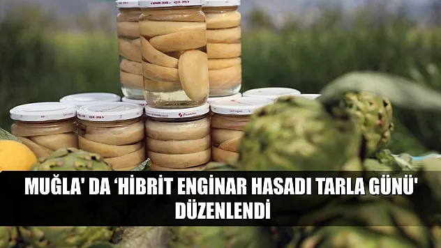 Muğla' da 'Hibrit Enginar Hasadı Tarla Günü' düzenlendi