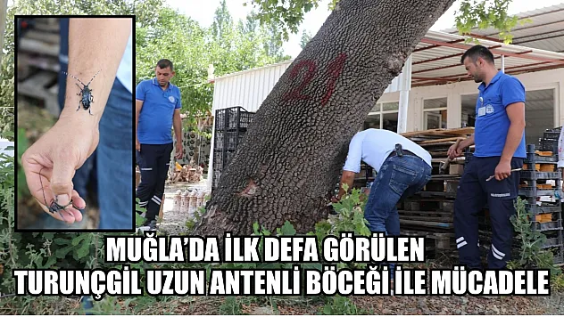 Muğla'da İlk Defa Görülen Turunçgil Uzun Antenli Böceği ile Mücadele